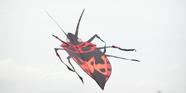 Drachenfest 2011