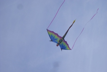 DSCI03381