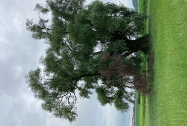 Baum202107